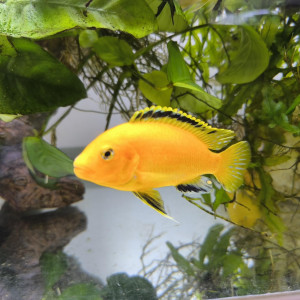 Labidochromis Caeruleus  LOT x5