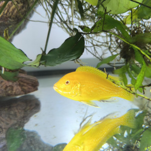 Labidochromis Caeruleus  LOT x5