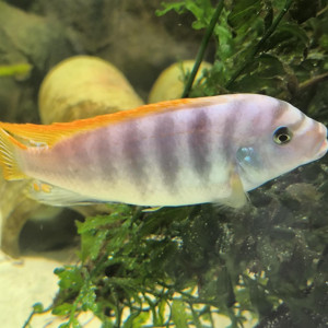 Mbuna de William ou Maylandia greshakei