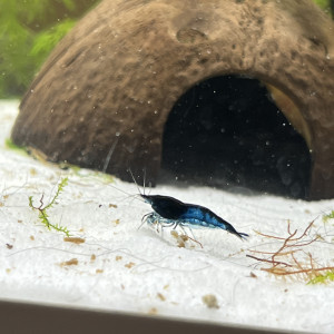 Crevettes Blue Dream / Carbon