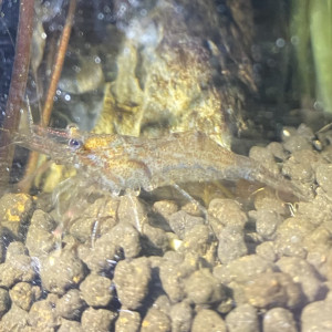 macrobrachium assamense