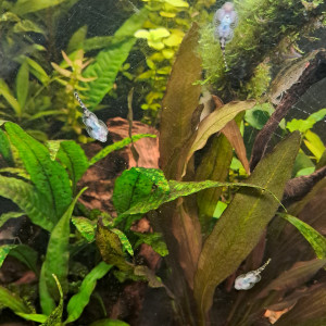 Gastromison loches léopard