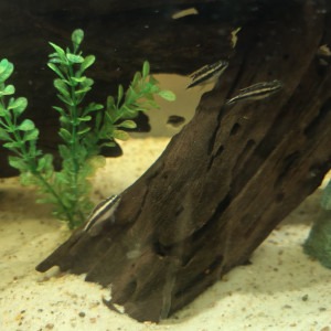 Donne pelmato pulcher