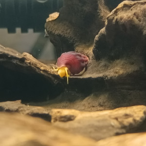 Escargot tylomelania orange
