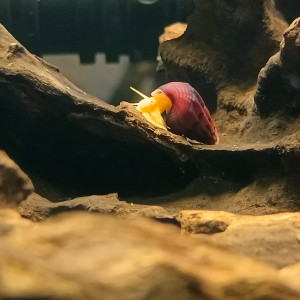 Escargot tylomelania orange