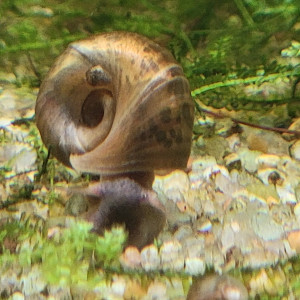 escargots planorbes aquarium eau douce