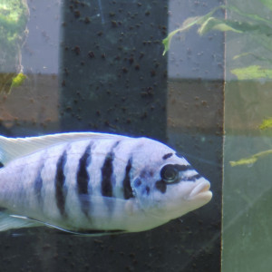 Donne pseudotropheus Maison reef