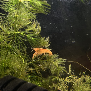 Ecrevisses  naines CPO (Orange)