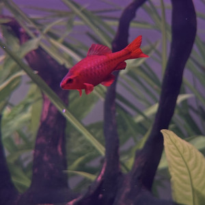 Barbus cerise