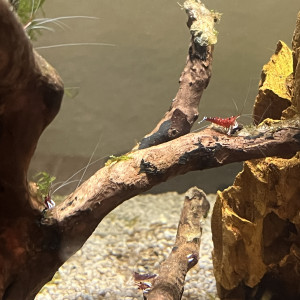 Sulawesi , crevette Caridina Dennerli