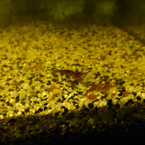 Crevette Neocaridina Davidi red cherry