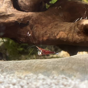 Sulawesi , crevette Caridina Dennerli