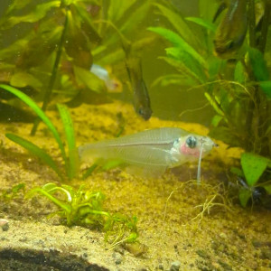 Échange Silure de verre