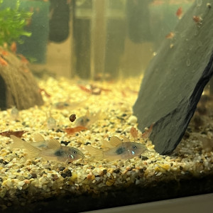 Corydoras Aeneus