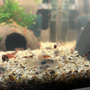 Corydoras Aeneus