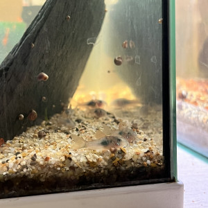 Corydoras Aeneus
