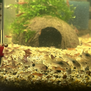 Corydoras panda
