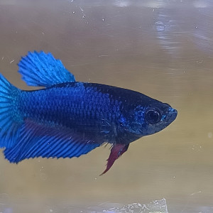 Azraël - betta splendens