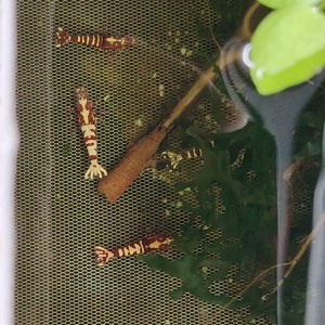 Crevettes gènes fishbone galaxies déclassées