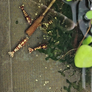 Crevettes gènes fishbone galaxies déclassées