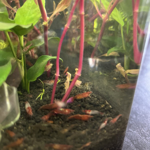 Crevette  red cherry