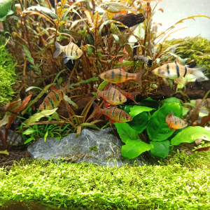 Barbus à cinq bandes