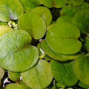 Limnobium laevigatum - Grenouillette