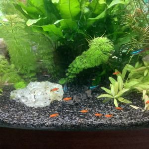 Bébés xipho porte épée