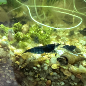 Neocaridina blue velvet