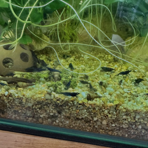 Neocaridina blue velvet