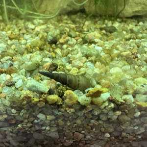 Escargots Melanoides tuberculata