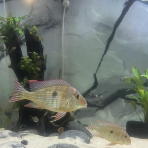 Geophagus red head tapajos