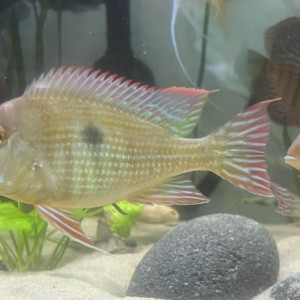 Geophagus red head tapajos