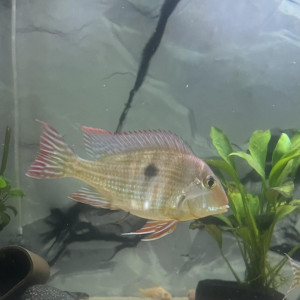Geophagus red head tapajos