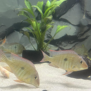 Geophagus red head tapajos