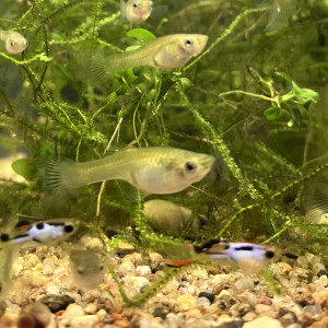 Mâle guppy Endler silverado