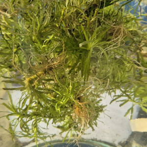 Dons plantes Pogosterum