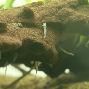 pleurodele waltl / ambystoma andersoni