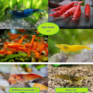 Crevettes neocaridina davidi