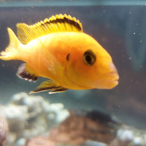 Cichlidés de malawi