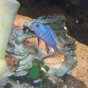 Cichlidés de malawi