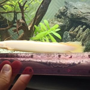 bichir albino