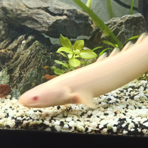 bichir albino
