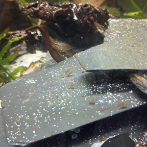 Alevins Pelmato Pulcher