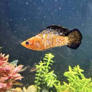 Plusieurs couleurs de Molly