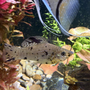 Plusieurs couleurs de Molly