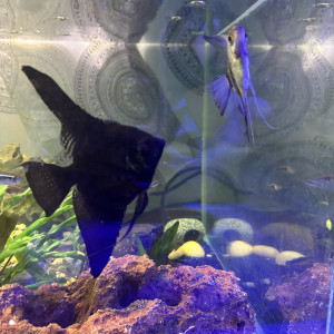 Couple scalaires adultes