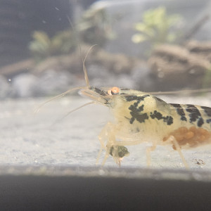 Crevettes dragonblood oe