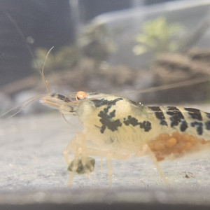 Crevettes dragonblood oe