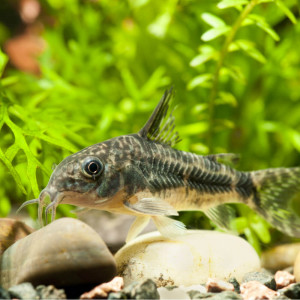 Corydoras Paleatus